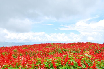 Field of Red Salvia and sky.