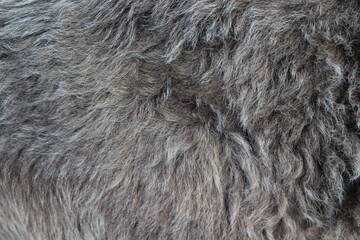 Cow's gray fur close-up	
