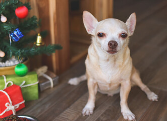 short hair Chihuahua dog sitting  in front of wooden dog's house with christmas tree and gift boxes, looking at camera.