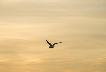 Seagull in the sky at sunset close-up. A flying bird. Beautiful background, screensaver, wallpaper.