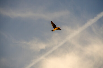 A seagull in flight over the sky.