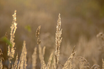 Autumn blurred landscape. Dry grass in a wild field close-up. Background design, template, wallpaper, calendar, screensaver.