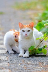 Street Cats in IStanbul Turkey