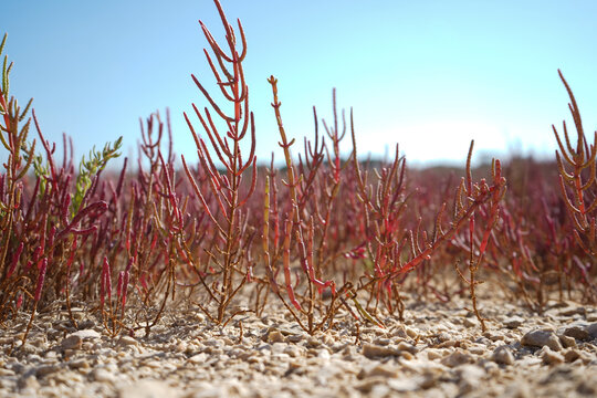 wet meadows in summer time, aka dry meadows found in Strofylia National Park , western Greece - Powered by Adobe