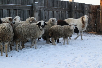 Obraz premium Flock of Sheep Eating Hay Grass on Farmland 