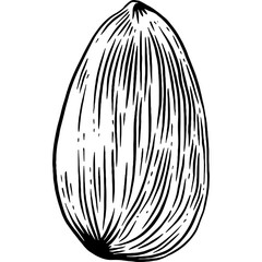 Hand drawn Almond Nut Sketch Illustration