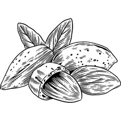 Hand drawn Almonds Sketch Illustration