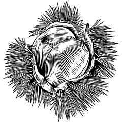 Hand drawn Chestnuts Sketch Illustration