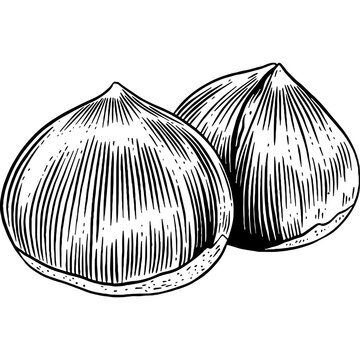 Hand drawn Chestnuts Sketch Illustration