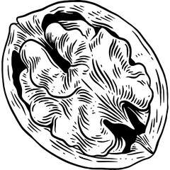 Hand drawn Walnut Sketch Illustration