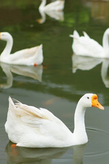 A group of swans swimming