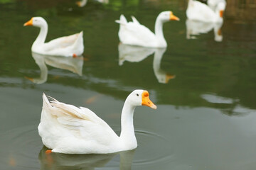 A group of swans swimming