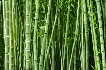 picture of grown bamboo, bamboo plantation, bamboo wood, a building material