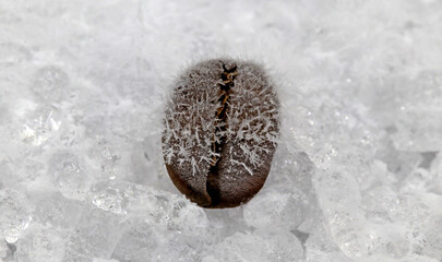 Fototapeta premium A coffee bean freezing on a layer of ice. Concept of cold drinks.