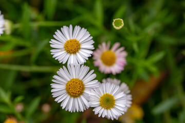 Blooming of Erigeron karvinskianus also known as Mexican daisy, Spanish daisy, Carpet of Santa Barbara daisy. Flower Background. Blurred background. © Santi