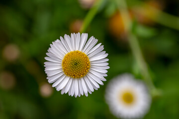 Obraz premium Blooming of Erigeron karvinskianus also known as Mexican daisy, Spanish daisy, Carpet of Santa Barbara daisy. Flower Background. Blurred background.