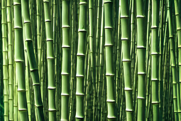picture of grown bamboo, bamboo plantation, bamboo wood, a building material
