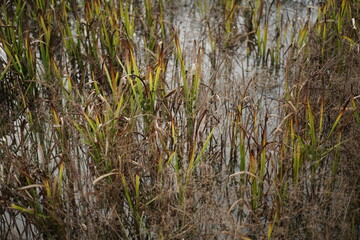 Sumpf Gewässer mit Pflanzen und Spuren von Tieren
