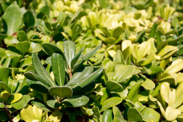 Fototapeta na wymiar green and yellow leaves in sunlight