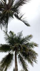 Fototapeta na wymiar Coconut Tree in Pulau Redang, Malaysia