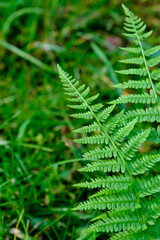 A branch of natural green fern. Vertical image.