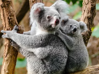 Zelfklevend Fotobehang Close-up shot of a koala carrying a baby on the back © Mohamed Elmeftahy/Wirestock Creators