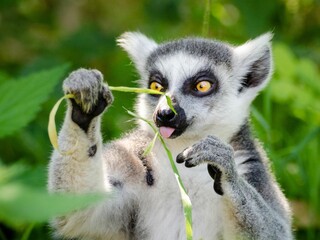 Close-up shot of a lemur eating leaves © Mohamed Elmeftahy/Wirestock Creators