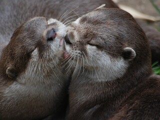 Close-up shot of otters hugging each other