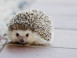 Close-up shot of a hedgehog looking at the camera © Mohamed Elmeftahy/Wirestock Creators