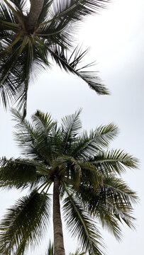 Coconut Tree in Pulau Redang, Malaysia