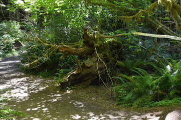 Roots in Hoh Rain Forest in Olympic National Park, Washington