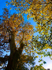 Autumn Trees in the park, Bursa