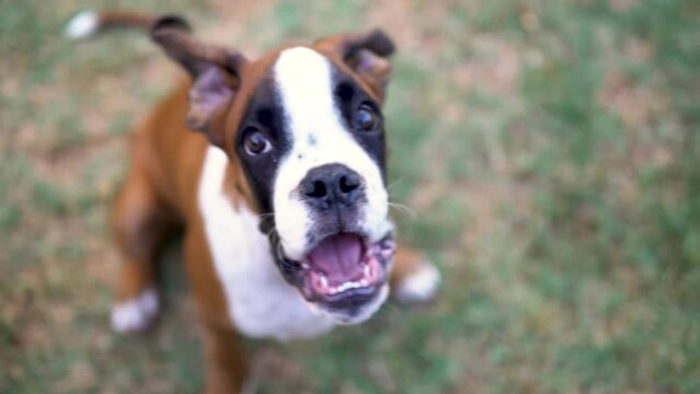 Close-up shot of a stunning boxer puppy staring and barking at the camera