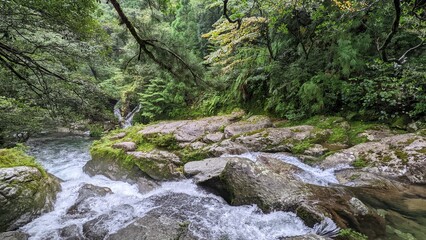 stream in the forest
