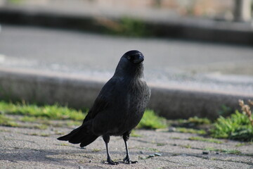 Close up photograph of a Jackdaw on the Welsh coast