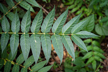 Ailanto Branches, green beautiful leaves