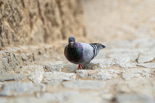 Dove on stone floor. Beautiful bokeh effect.