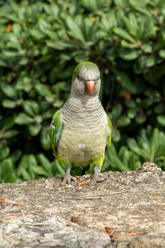Myiopsitta monachus, looking at a camera with a blurred background in a park in Barcelona (Spain), selective focus.