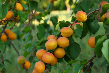 Tree branch with sweet ripe apricots outdoors