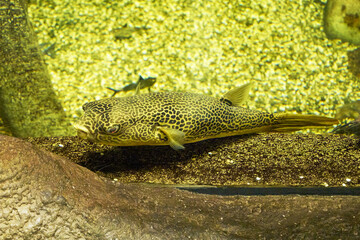 Mbu Tetraodon mbu is a freshwater and brackish-water fish of the family of blowfish of the order of blowfish swimming near the seabed