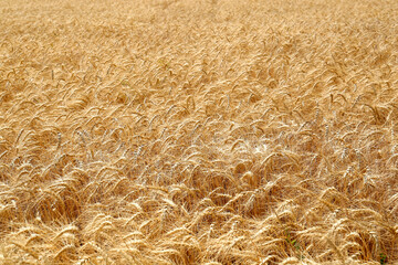 Beautiful view of agricultural field with ripe wheat spikes