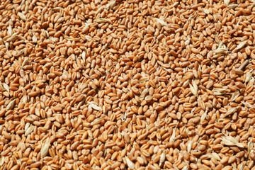 Pile of wheat grains as background, closeup view