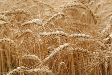 Ripe wheat spikes in agricultural field, closeup