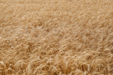 Beautiful view of agricultural field with ripe wheat spikes