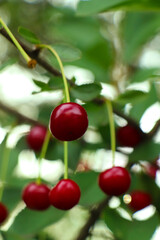 Closeup view of cherry tree with ripe red berries outdoors