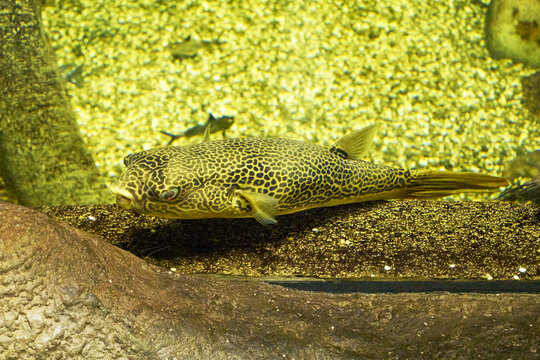 Mbu Tetraodon mbu is a freshwater and brackish-water fish of the family of blowfish of the order of blowfish swimming near the seabed