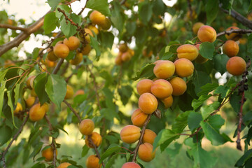Tree branches with sweet ripe apricots outdoors