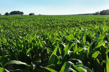 Beautiful agricultural field with green corn plants on sunny day