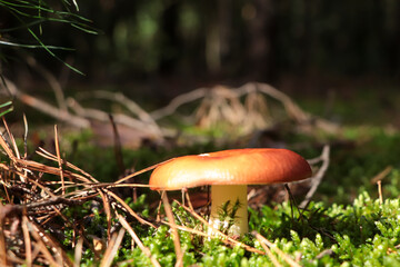 Russula mushroom growing among green grass in forest