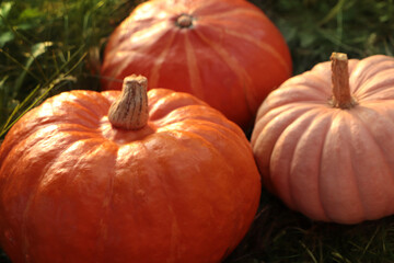 Whole ripe pumpkins among green grass outdoors, closeup